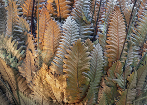 Dubuji Walkabout. Daintree. Australia