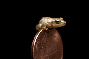 Spring Peeper