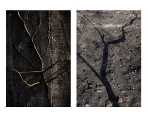 Portraits of a fire / Retratos de un incendio