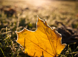 Maple