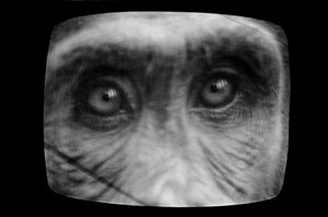 Oh chimp eyes see