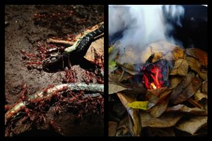snake eye © Indra Widi
