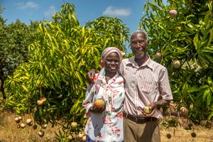 Love and Mangoes