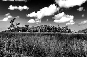 Island in an ocean of grass