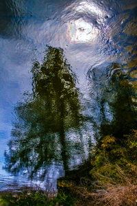 High Pine