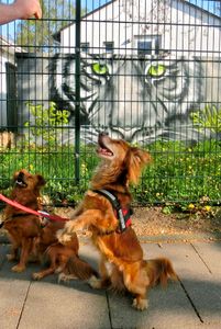 Tiger and Dogs