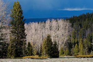 San Pedro Parks Wilderness.        North Central.