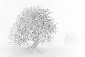 Old as Cold Water 12