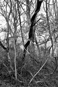Vines