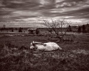 A SICK HORSE