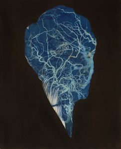 Tia with Rosemary roots impression, 2012,from the series Natural History. Unique cyanotype on archival pigment print, 16” x 20”