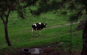Cow