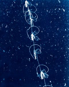 Siphonophore
