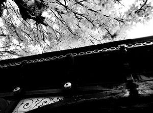 Roof and Tree 2