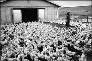 © George Webber - Pathway through the ducks, 2000