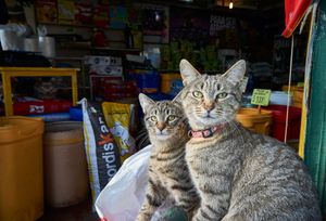 Three Cats