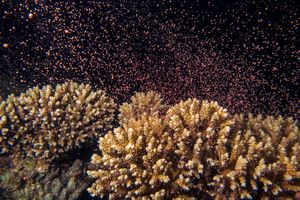 Coral Spawning