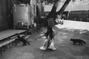 Three cats