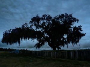 Battlefield Oak, St. Bernard Parish, Louisiana