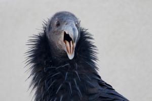 CONDOR DOLLY SMILE YAWN ©Janice Tieken. All rights reserved.