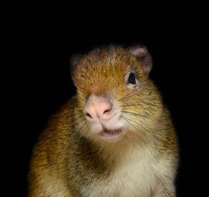 Agouti