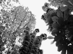 Trees 12