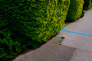 A (Cerulean)Line