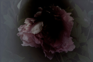 Untitled (Peony)