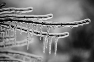 Ice Twigs
