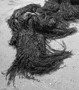 Beached Seaweed