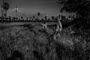 Harvest rice in Cambodia