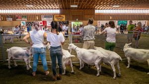 Rump & Teats: Goat Fanciers of Peninsular Saanich 3