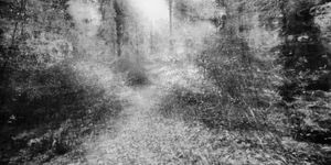 Into the Woods