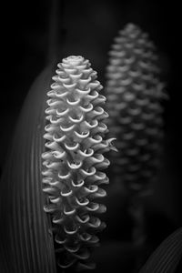 Bromeliad