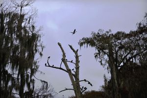 Bird with Nest Fodder