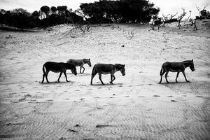 Donkeys.jpg