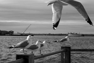Avian Sense of the Way - Hanging up there