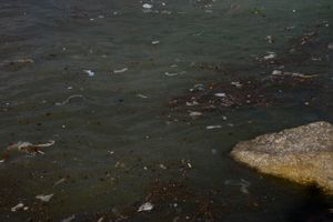 Single-use plastics, the food of the future