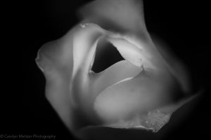 © Carolyn Meltzer