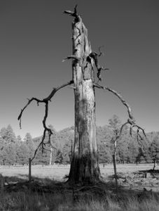 Giant