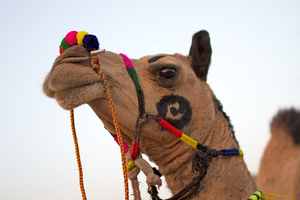 Camel at Pushkar fair