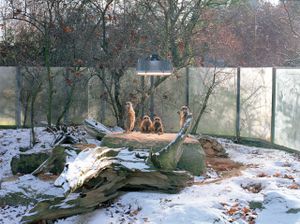 Four Suricates in Stuttgart© Ignacio Evangelista