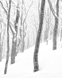 ZenMeditation - Plate 1