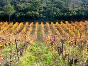 Vines in Summer