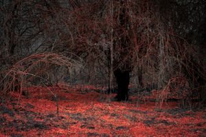 Secret Garden no 326