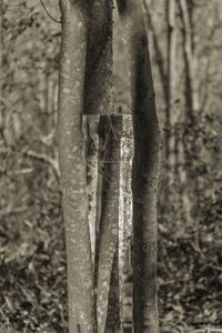 Lines In Nature #8