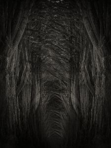 Cypress Ladder