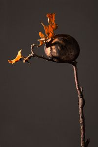 BURN : 2652