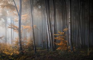 Striving for light