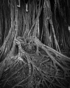 Rooted